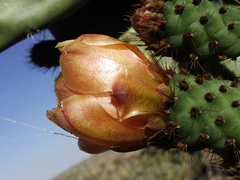 Opuntia hyptiacantha