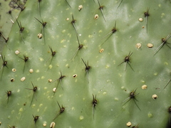 Opuntia hyptiacantha