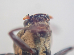 Dryopidae
