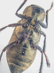 Dryopidae