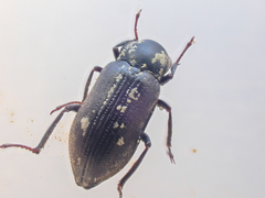 Dryopidae