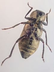 Dryopidae