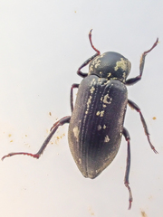 Dryopidae