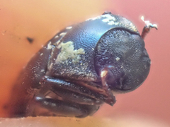 Dryopidae