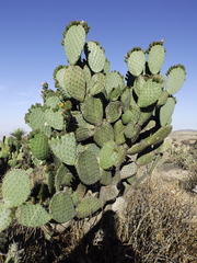 Opuntia hyptiacantha