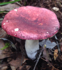 Russula