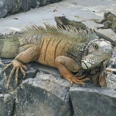 Iguana iguana