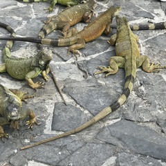 Iguana iguana