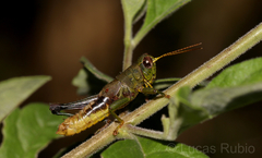 Dichromatos lilloanus