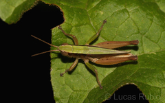 Dichromorpha australis