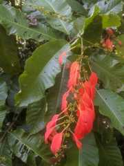 Warszewiczia coccinea