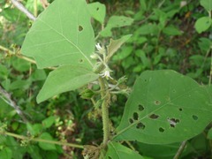 Solanum jamaicense
