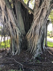 Ficus aurea
