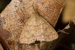 Metaphoenia plagifera