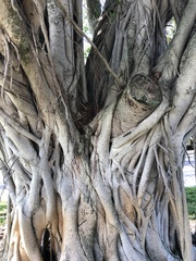 Ficus aurea