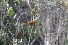 Cinnycerthia unirufa