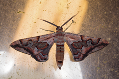 Hypochrosis binexata