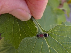 Mimecomutilla renominanda