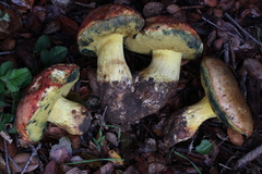 Butyriboletus querciregius