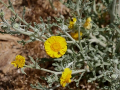 Baileya pleniradiata