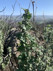 Malacothamnus hallii