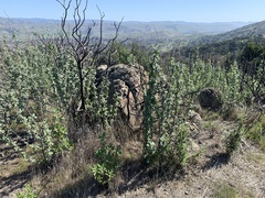 Malacothamnus hallii