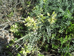 Astragalus nevinii