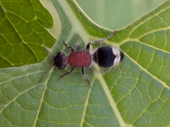 Mimecomutilla renominanda