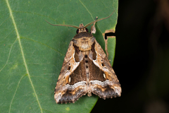 Callopistria ventralis