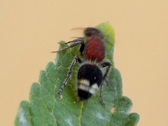 Mimecomutilla renominanda