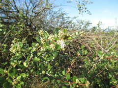 Ceanothus megacarpus insularis