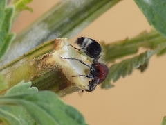 Mimecomutilla renominanda