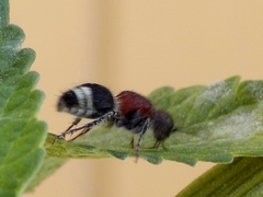 Mimecomutilla renominanda