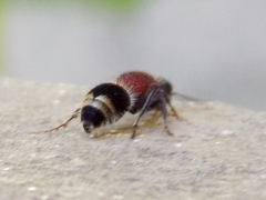 Mimecomutilla renominanda