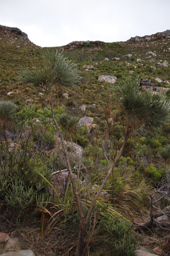 Image of Psoralea aphylla by (c) Tony Rebelo, some rights reserved (CC BY-SA)