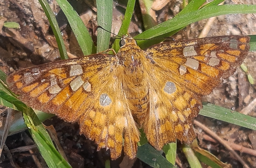 Widespread Myscelus