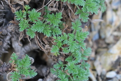 Erodium foetidum