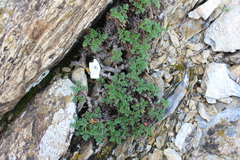 Erodium foetidum
