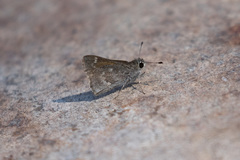 Amblyscirtes oslari