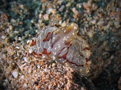 Coeloplana meteoris