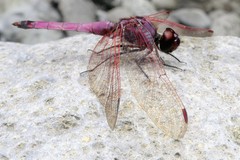 Trithemis annulata haematina