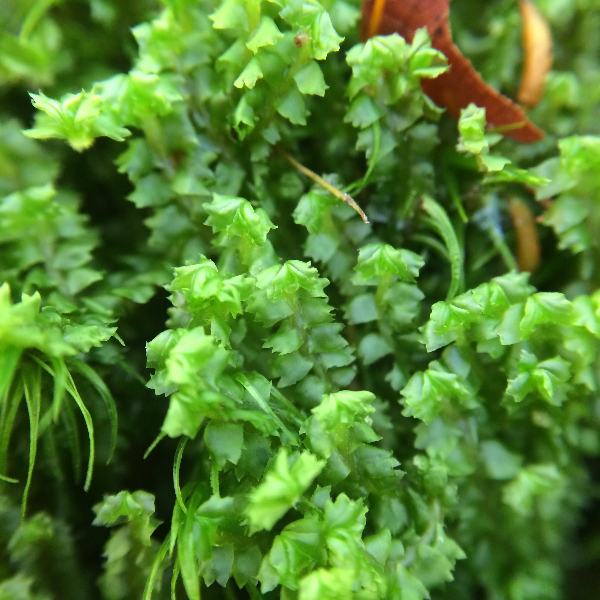 Barbilophozia barbata