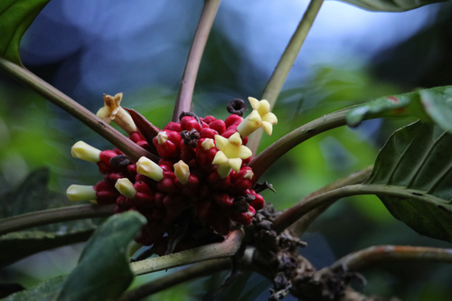 Pentagonia macrophylla, photograph 6