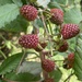 Andean Raspberry - Photo (c) ypaulsalazar, some rights reserved (CC BY-NC)