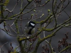 Parus major