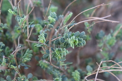 Coronilla minima lotoides