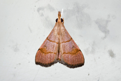 Hemiscopis sanguinea