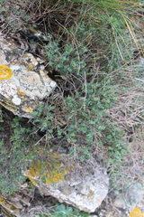 Coronilla minima lotoides
