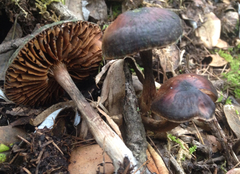 Cortinarius