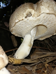 Agaricus
